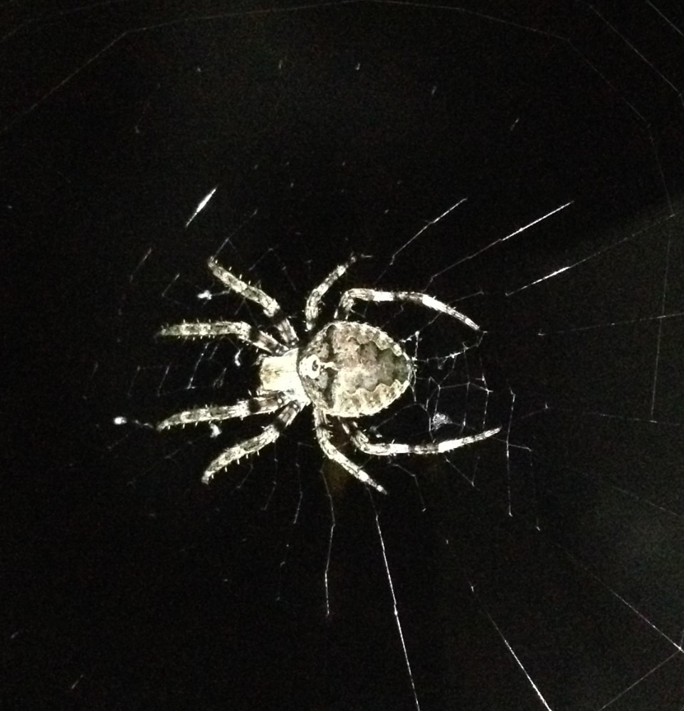 Araneus sp. (A. circe o A. angulatus) gestione uova e madre